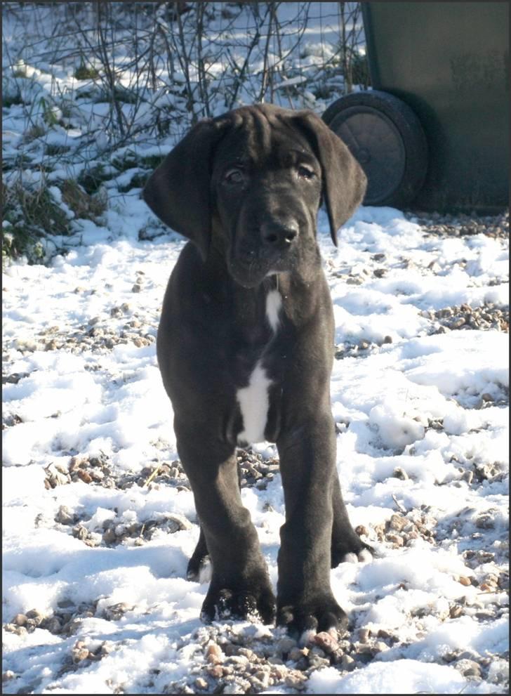 Grand danois Fenris billede 5