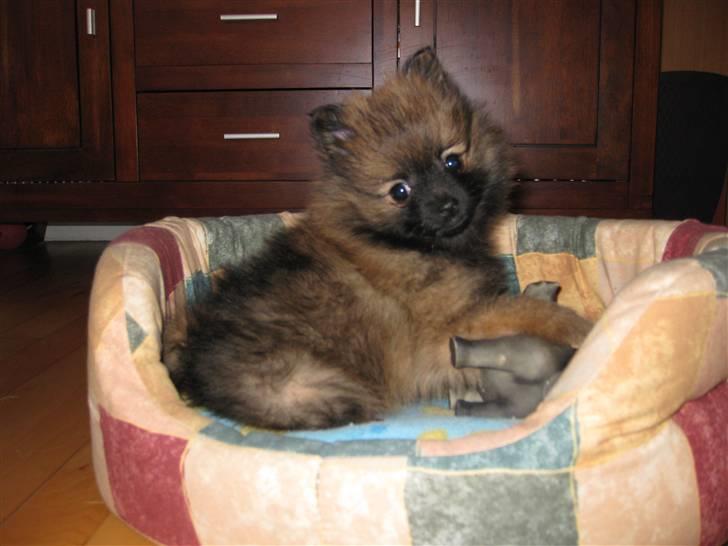 Pomeranian Soffie - 8 uger billede 15