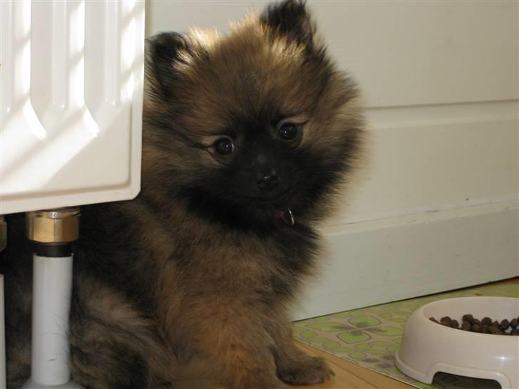 Pomeranian Soffie - 8 uger billede 16