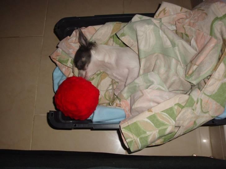 Chihuahua Baloo billede 2