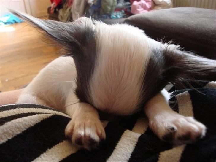 Chihuahua Baloo - Han var helt væk :-) billede 3