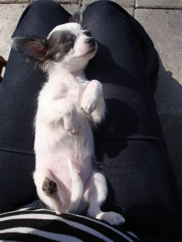 Chihuahua Baloo billede 4