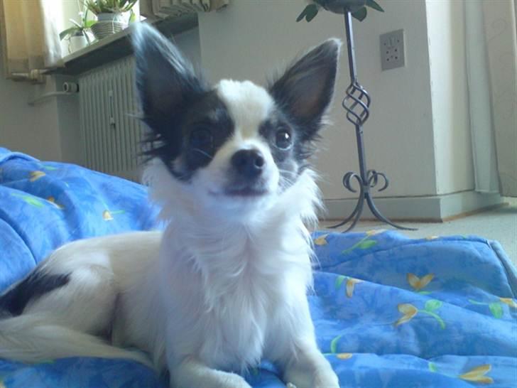 Chihuahua Baloo billede 5