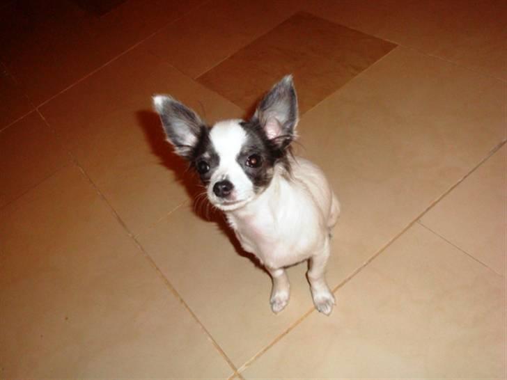 Chihuahua Baloo billede 7