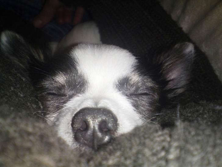 Chihuahua Baloo billede 8