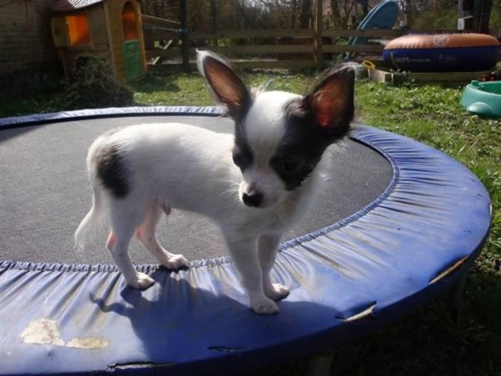 Chihuahua Baloo - Stor trampolin til lille hund billede 9