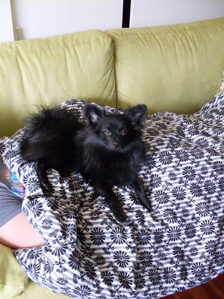 Pomeranian Mikkel billede 10