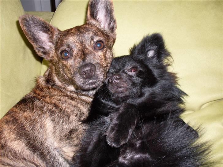 Pomeranian Mikkel billede 11