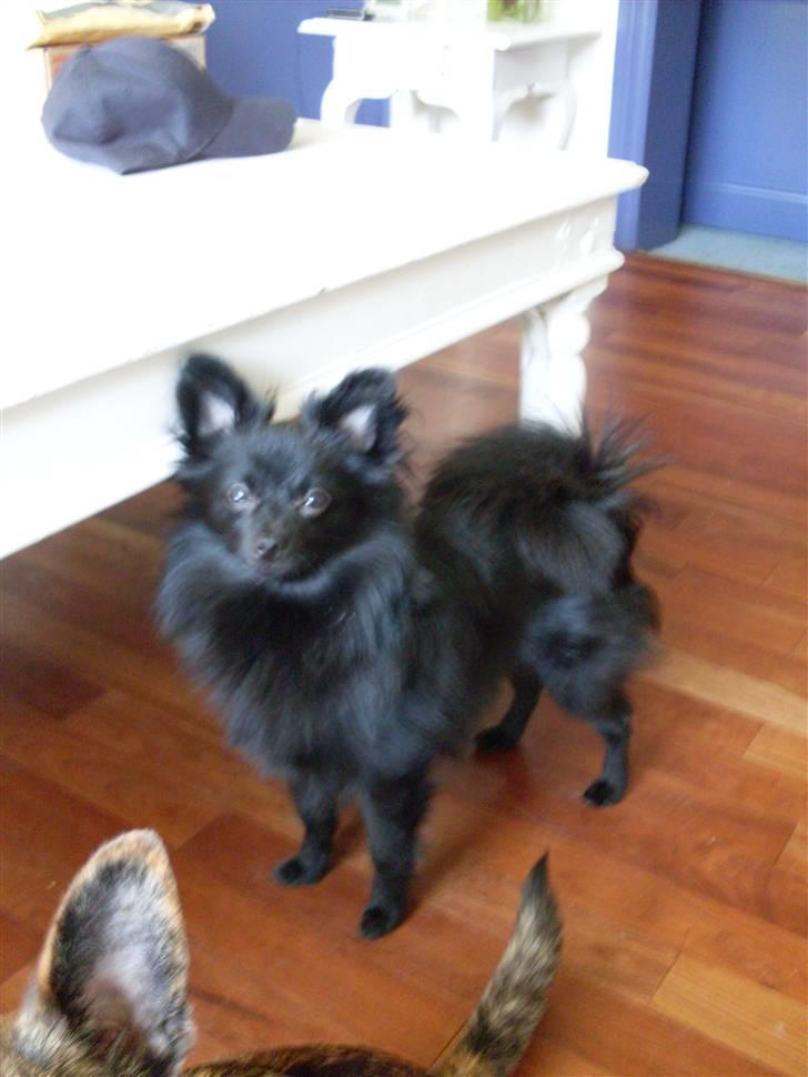 Pomeranian Mikkel billede 12