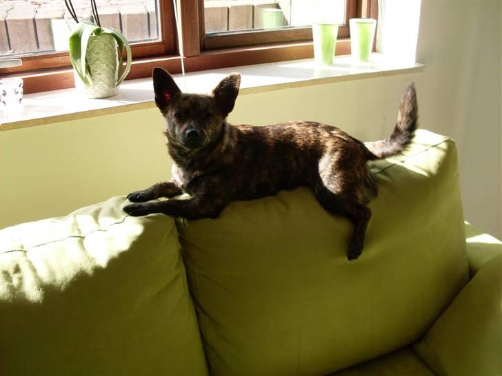 Blanding af racer Minnie billede 11