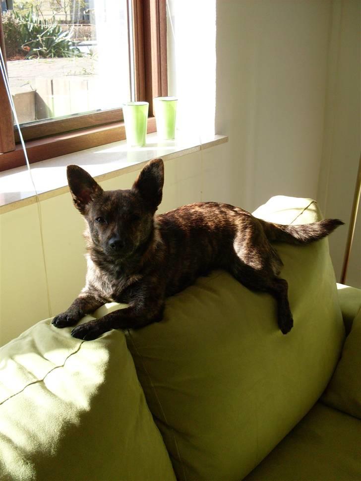 Blanding af racer Minnie billede 12