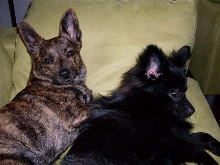 Blanding af racer Minnie billede 14