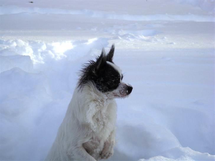 Chihuahua Baloo billede 10