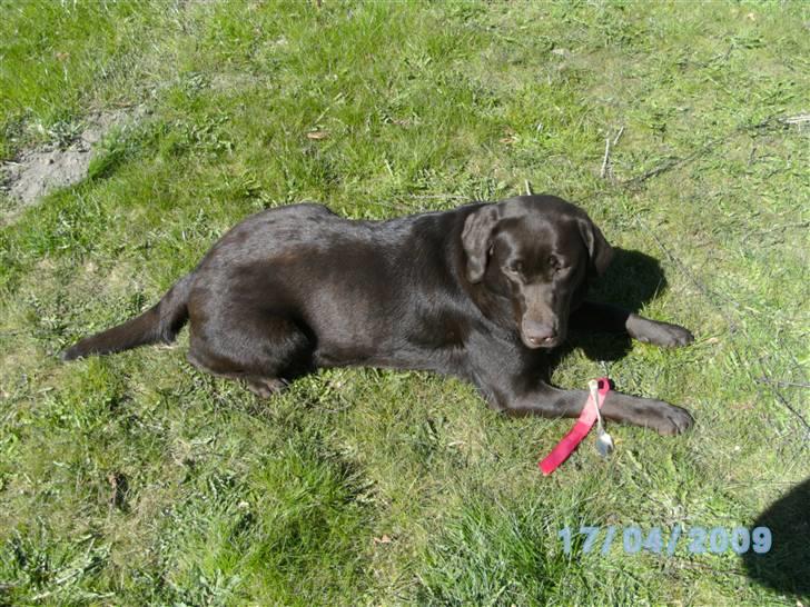 Labrador retriever Becca - Endelig hjemme efter en hård dag, hvor jeg skulle være fin  billede 15