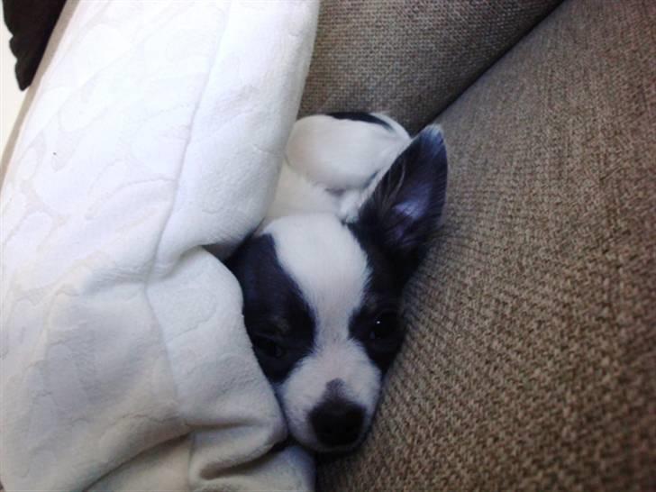 Chihuahua Baloo billede 11