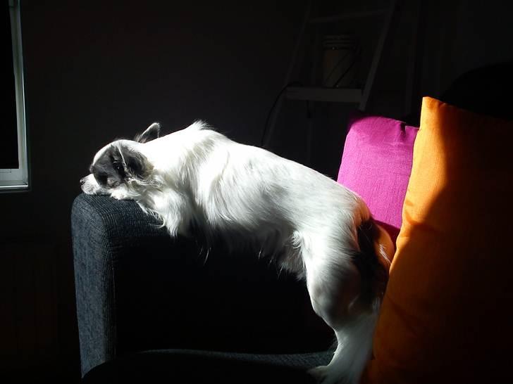 Chihuahua Baloo - Man indstiller sig efter solens stråler :-) billede 12