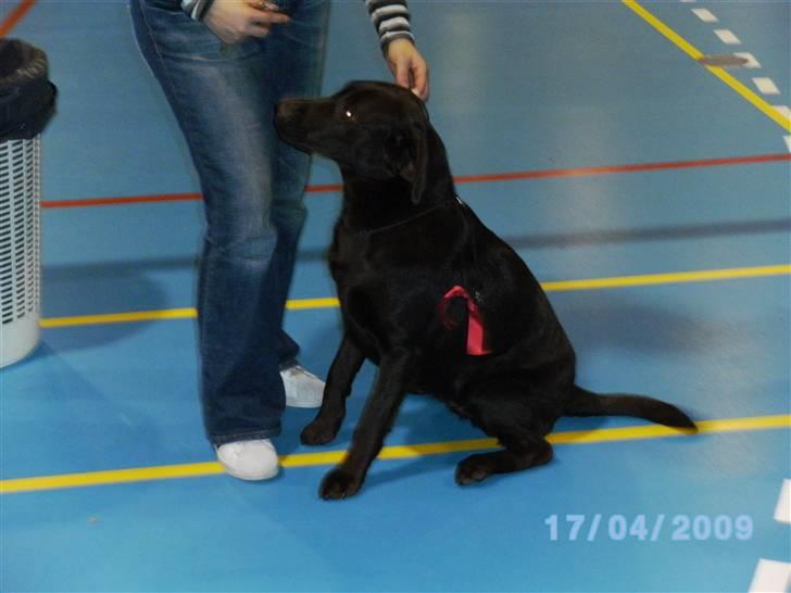 Labrador retriever Becca - Har lige fået mit bånd, så kom til at sætte mig :) billede 16