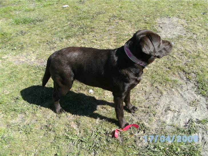 Labrador retriever Becca - Hvor er jeg dog lige glad med det bånd og ske. Vil heller lege ..... billede 17