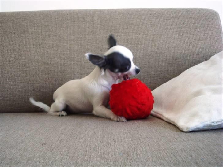 Chihuahua Baloo billede 13