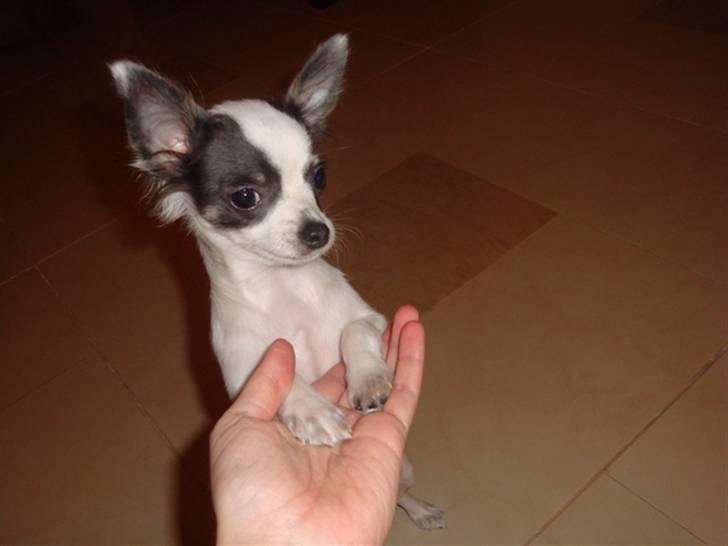 Chihuahua Baloo billede 14
