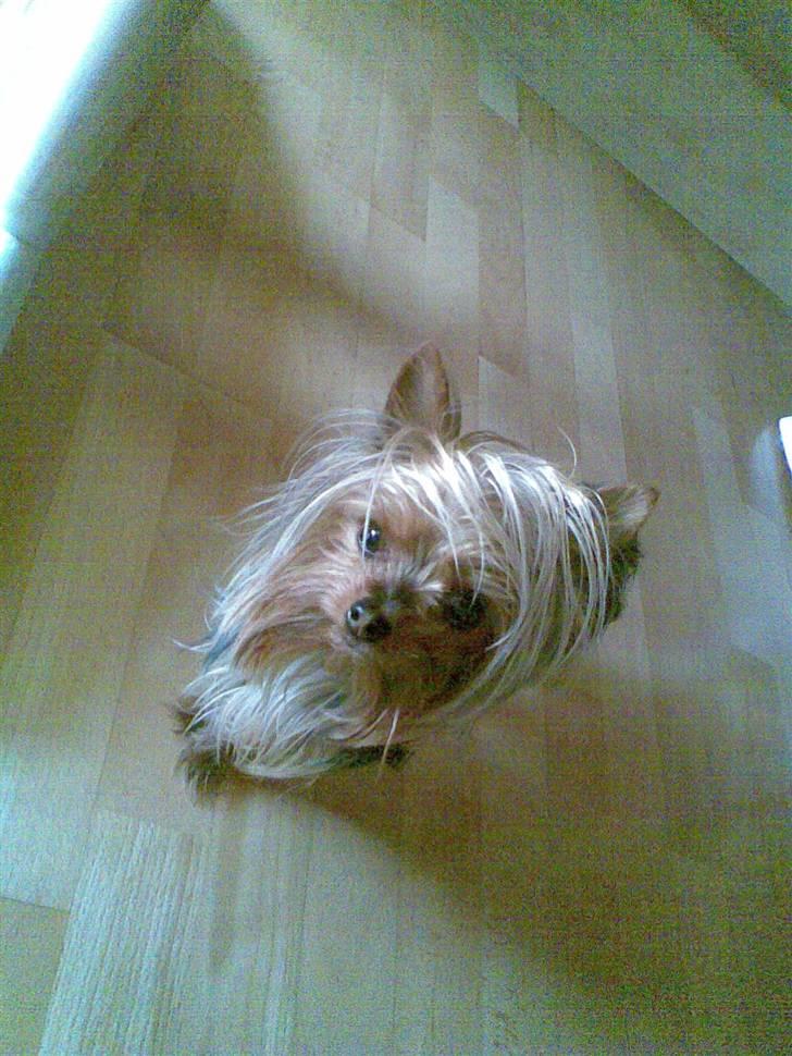 Engelsk bulldog Holger billede 13