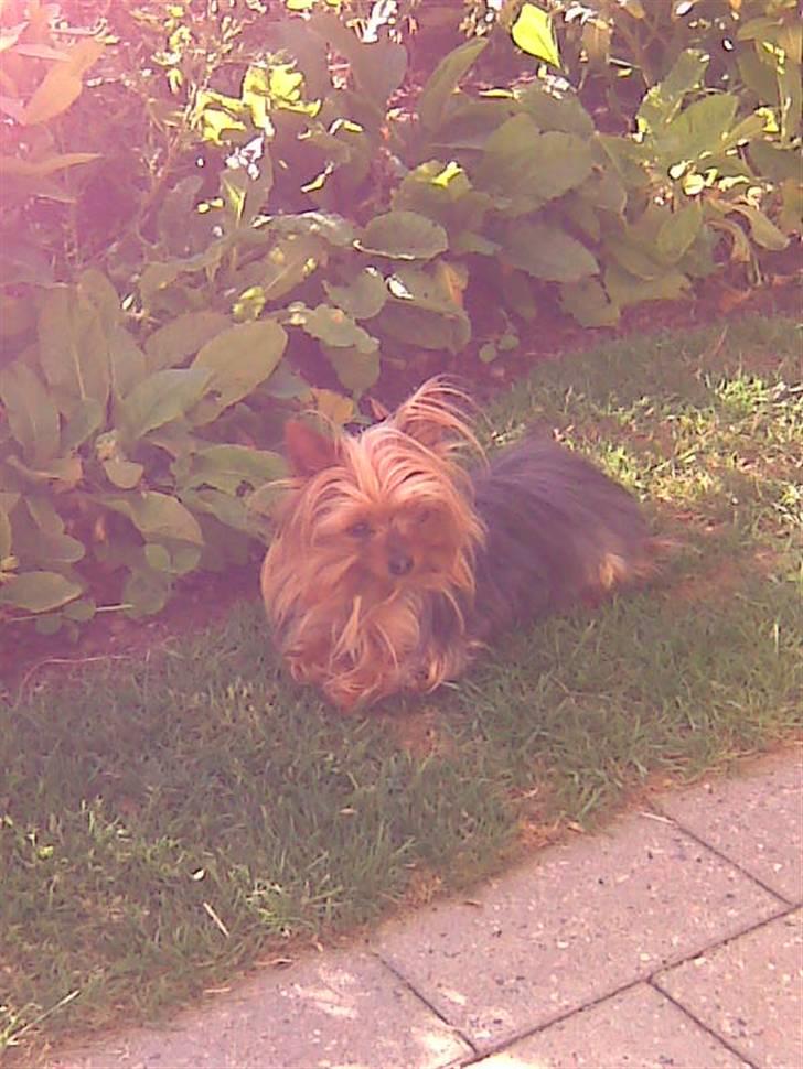 Engelsk bulldog Holger billede 14