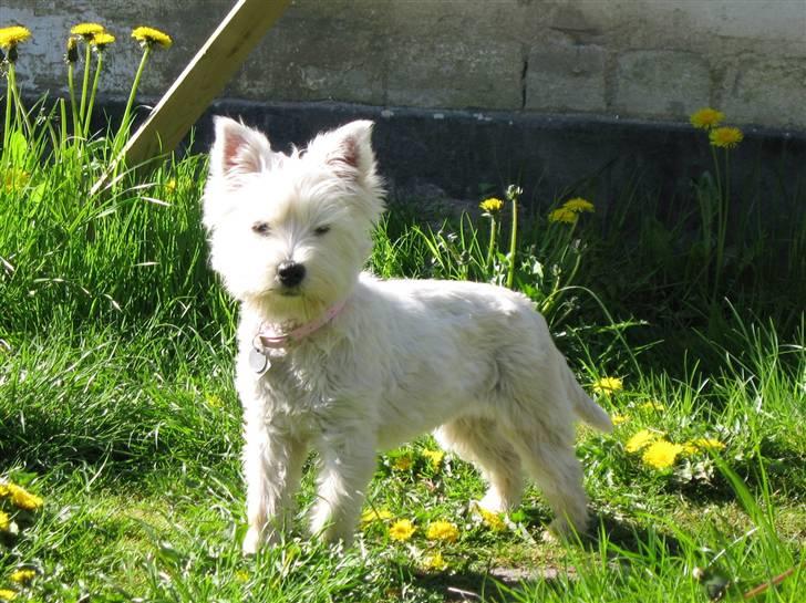 West highland white terrier Frida - Frida  billede 1