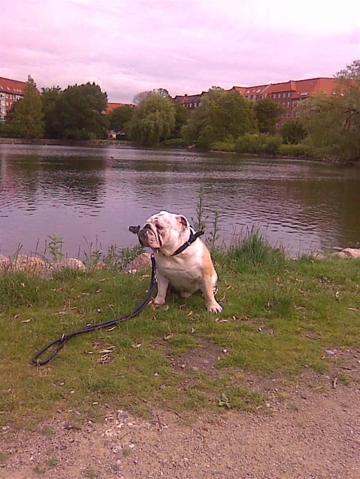 Engelsk bulldog Holger billede 15