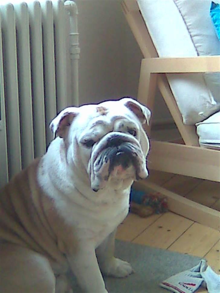 Engelsk bulldog Holger billede 16