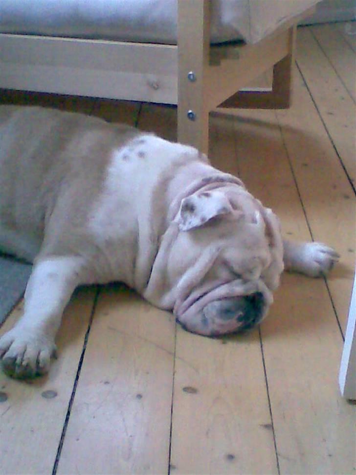 Engelsk bulldog Holger billede 17