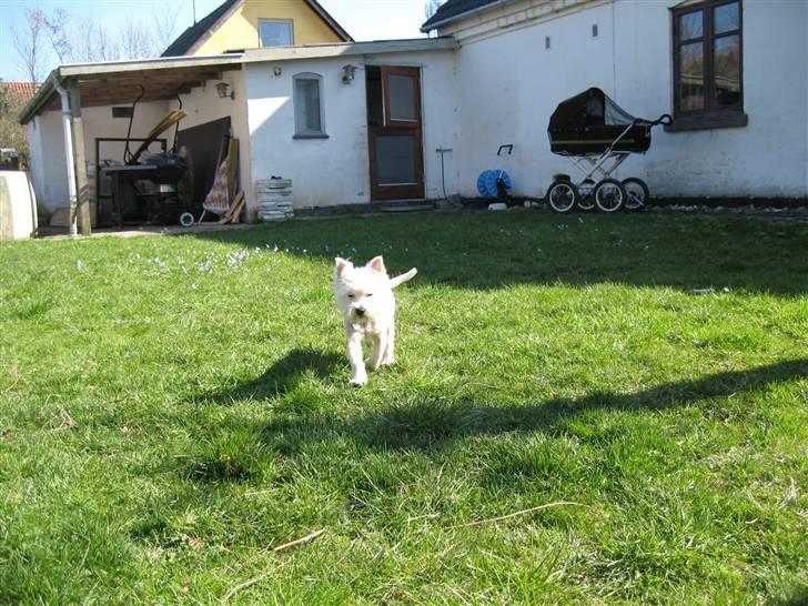 West highland white terrier Frida - Lille bitte hund billede 2