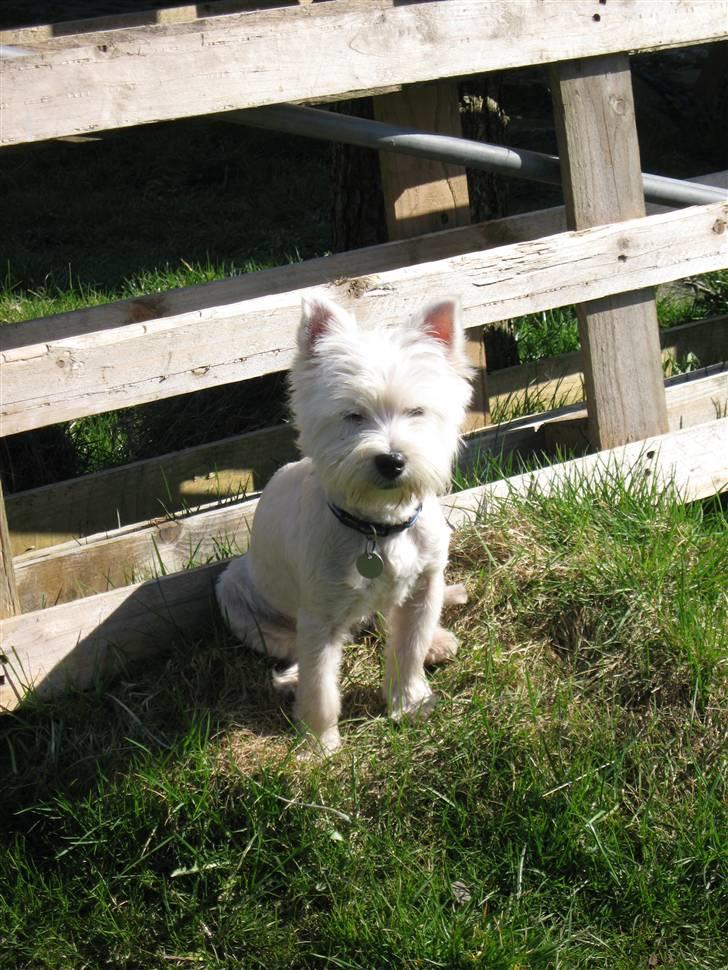 West highland white terrier Frida - Prinsesse hunden :-) billede 3