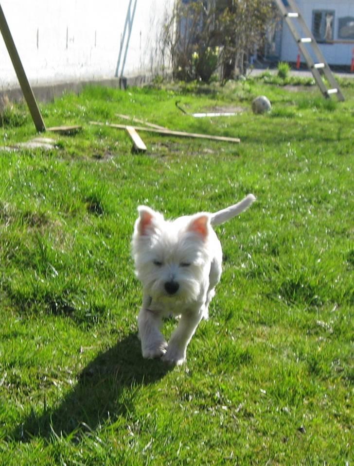 West highland white terrier Frida - Så fin hun er billede 4