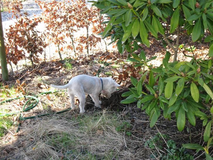 West highland white terrier Frida - Spændende have det her :-) billede 5