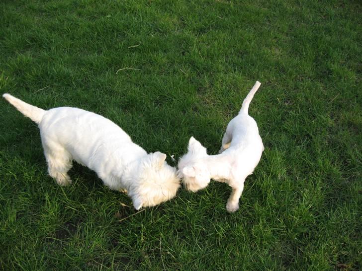 West highland white terrier Frida - Du ser sød ud billede 7