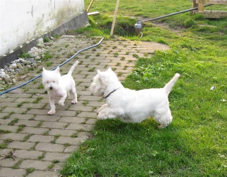 West highland white terrier Frida - Skal vi lege? Du er den!! billede 8