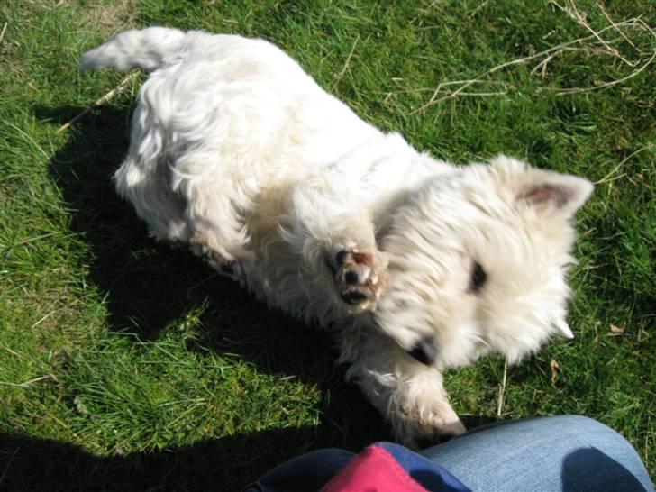 West highland white terrier Gizmo - Jeg spiser dig mor billede 13