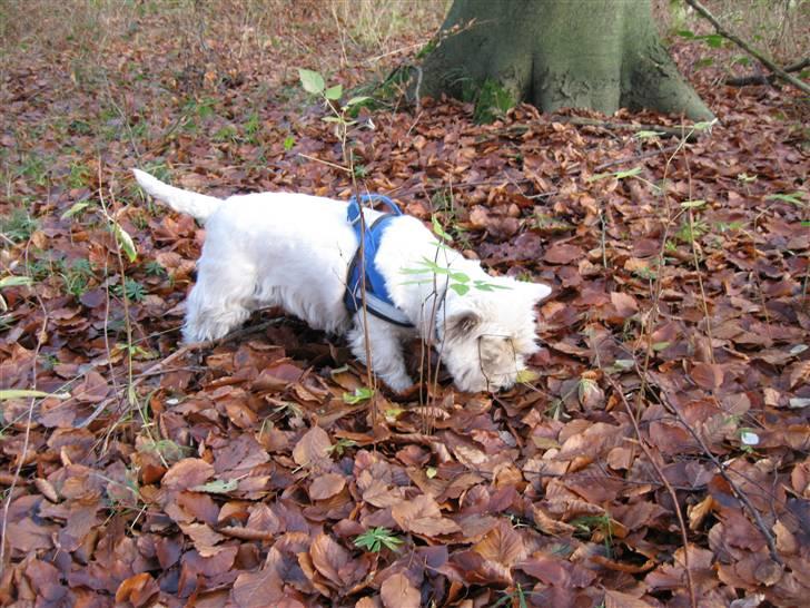 West highland white terrier Gizmo - I skoven billede 15