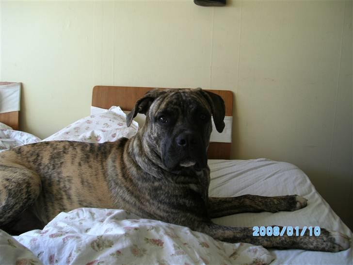 Blanding af racer Nouba - I opdagede mig i sengen - og har foreviget det på billede - øv. Jeg er 7 mdr. gammel, hvad forventer I ? Jeg skal da lave ballade ;o) billede 11