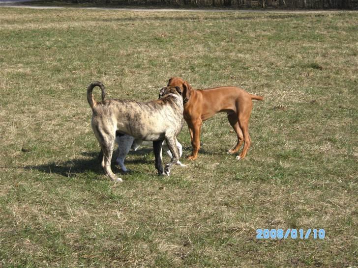 Blanding af racer Nouba - Fandt mig en Rhodesian Ridgeback, jeg kunne lege med ved Bagsværd sø. Han var sød. 7 mdr. billede 12
