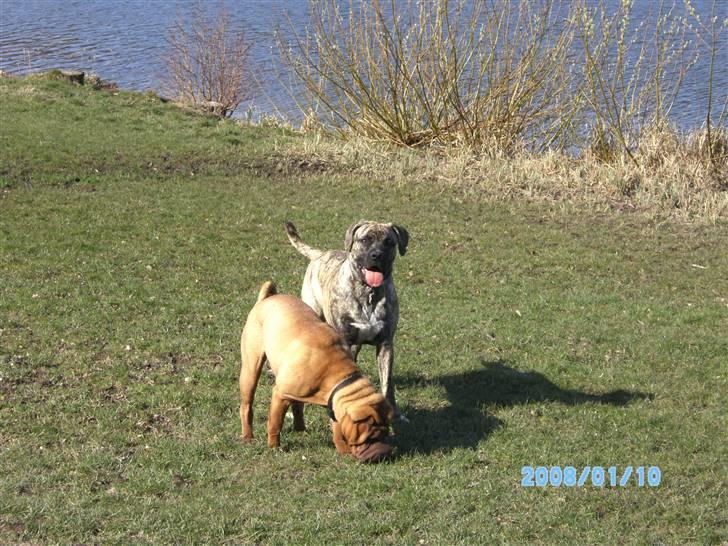 Blanding af racer Nouba - Her er jeg igen ved Bagsværd sø - og her leger jeg med en Shar Pei - hyggeligt ;o) - 7 mdr. billede 13