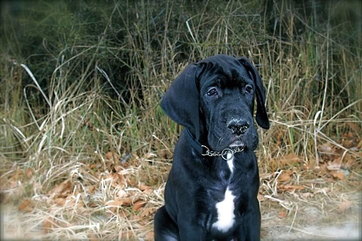 Grand danois Fenris - Fenris 9 uger billede 6