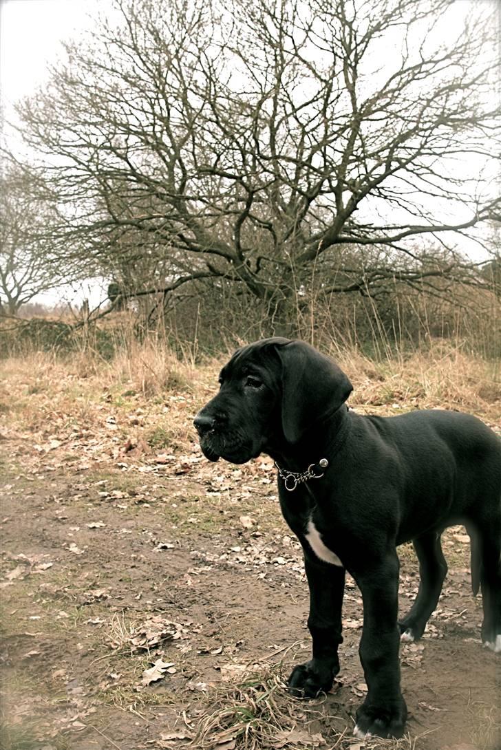 Grand danois Fenris - Fenris 9 uger billede 7