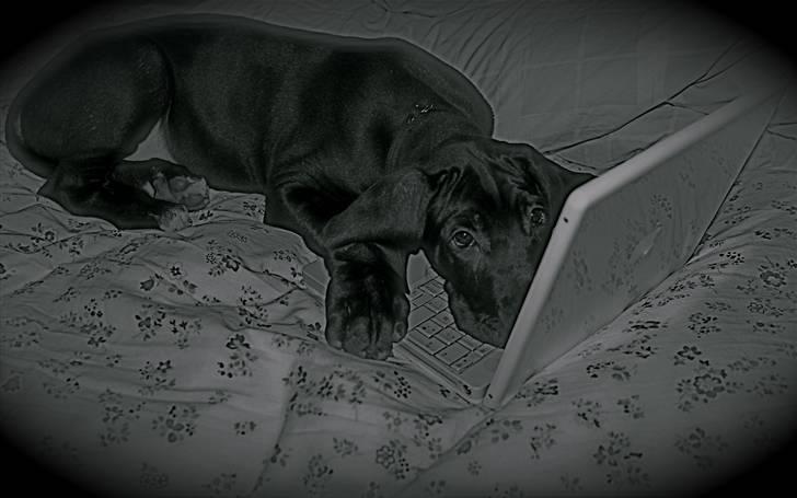 Grand danois Fenris - grundet finanskrisen indkaldes nu også den billigste arbejdskraft billede 8