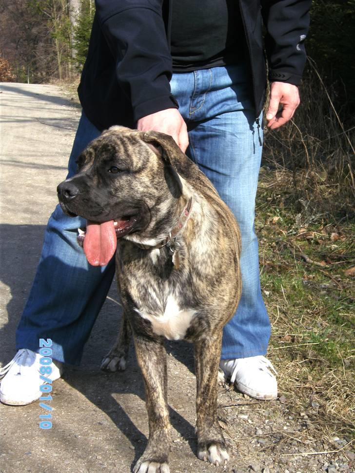 Blanding af racer Nouba - Mig og "far" - jeg er vist lidt træt af, at de hele tiden skal tage billeder i dag. billede 16