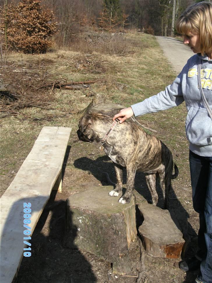 Blanding af racer Nouba - Jeg ser lidt større ud, når jeg stiller mig op på en træ-stub - "mor" holder mig. billede 19