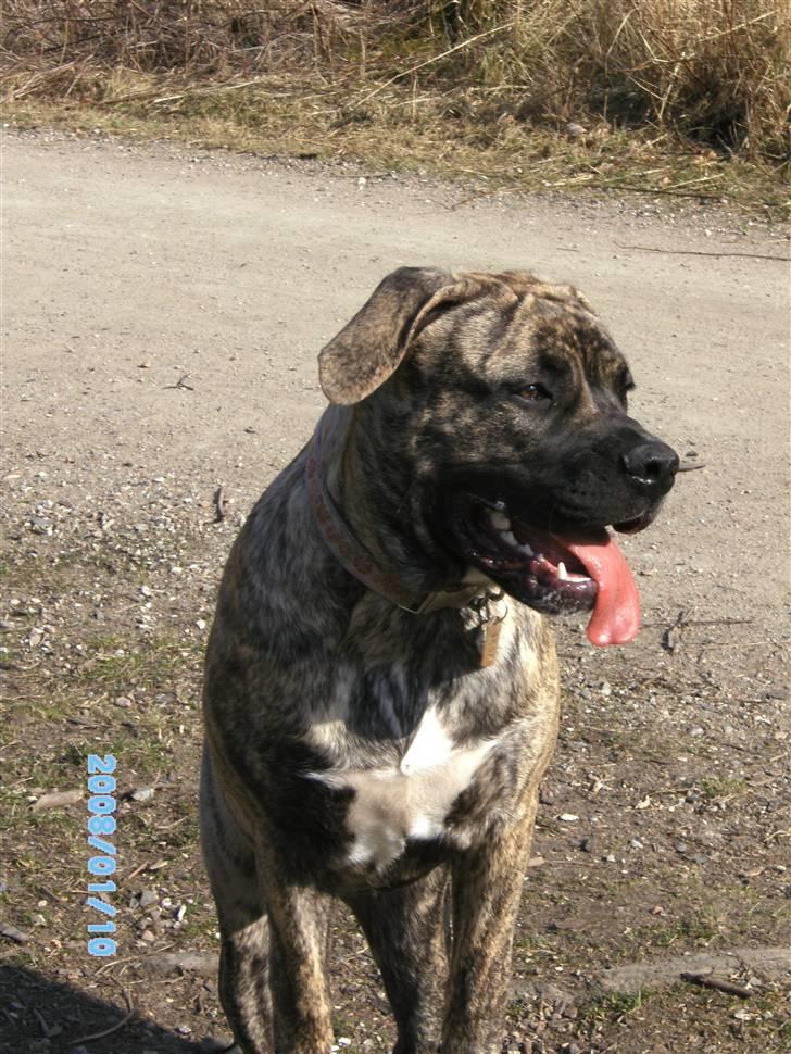 Blanding af racer Nouba - Mig på træ-stubben igen, men uden, at der er nogen, der behøver, at holde fast i mig. Jeg er stadig 7 mdr. billede 20