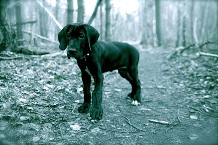 Grand danois Fenris billede 10