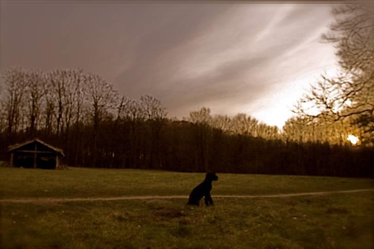 Grand danois Fenris billede 11