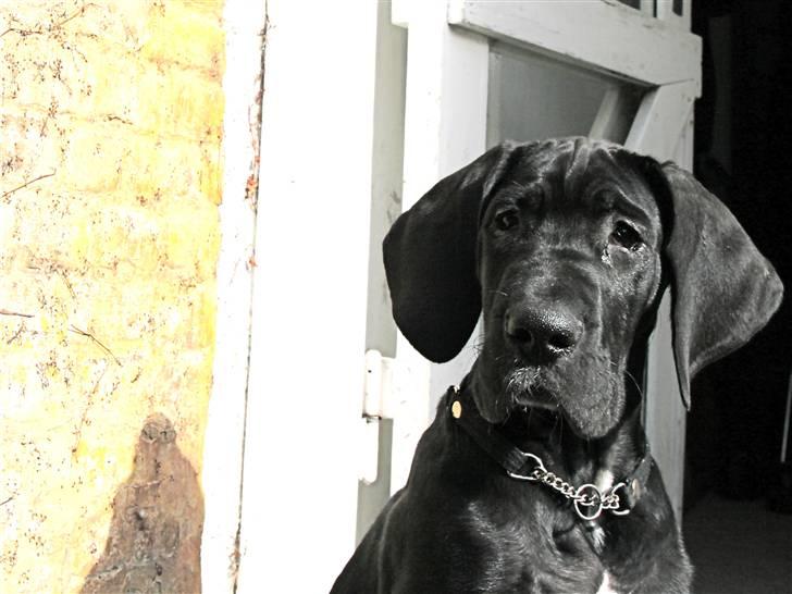 Grand danois Fenris billede 12